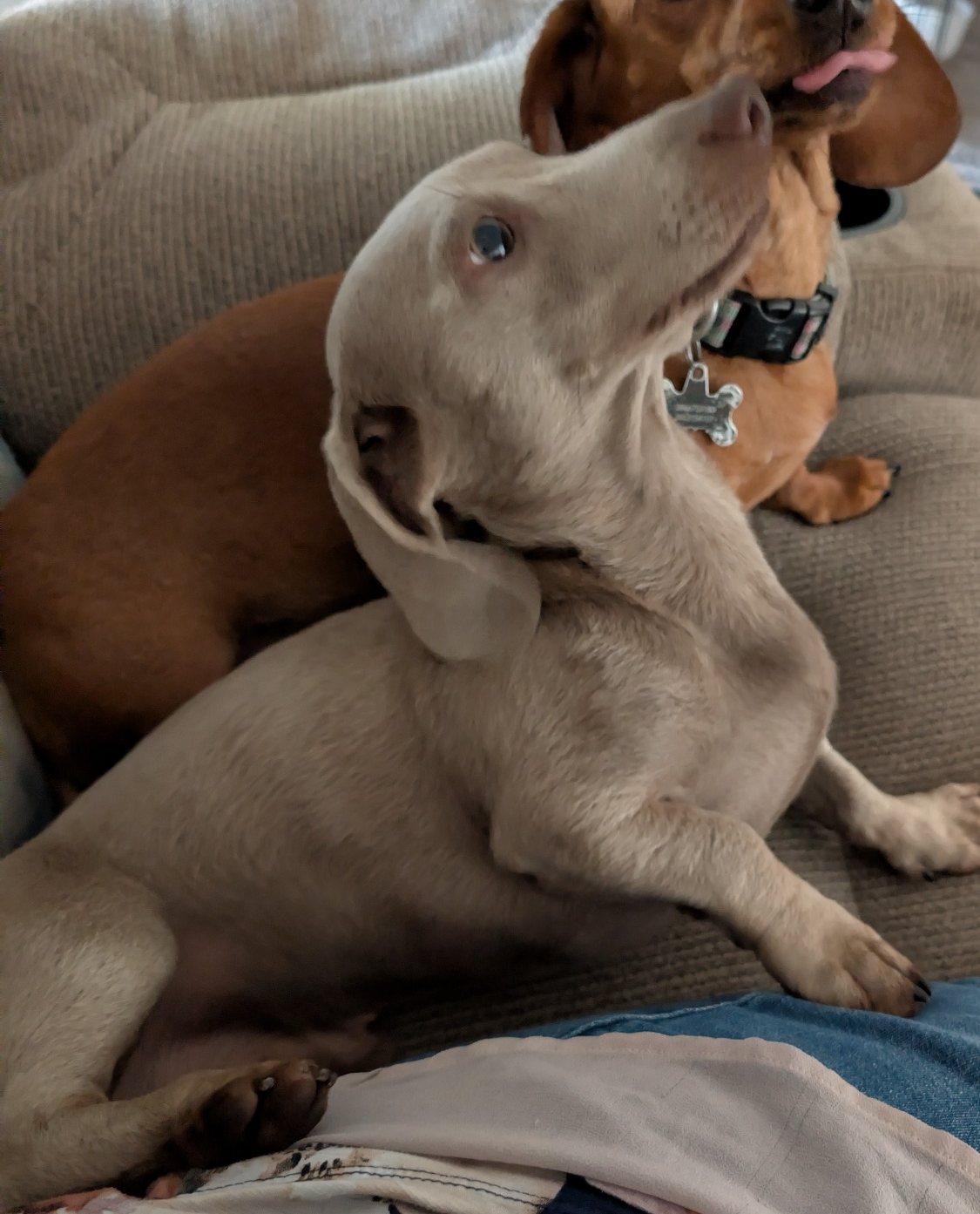 Duke, sire of the current litter