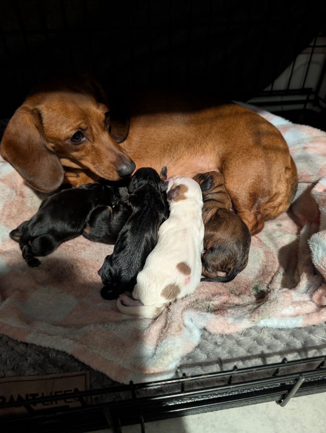 Jam with her litter