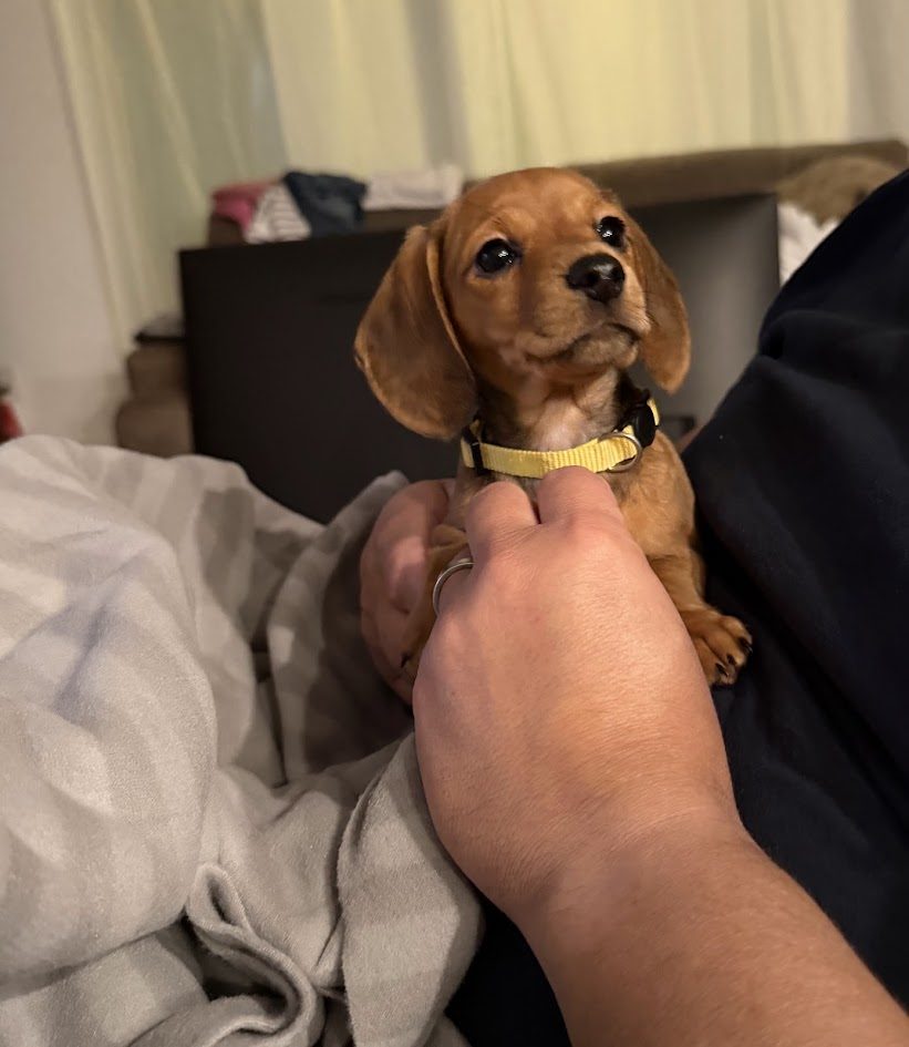 Lola